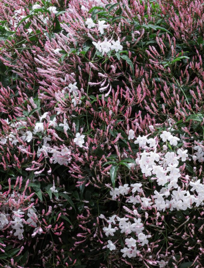 BOTANY＼HANA＼JASMINE＃2020-1, 2020