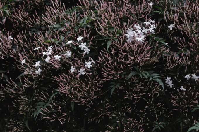 BOTANY＼Jasmine Series＃1＼＃202404180636, Tokyo, 2024