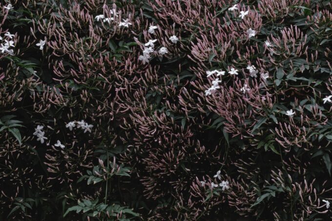 BOTANY＼Jasmine Series＃1＼＃202404180637, Tokyo, 2024