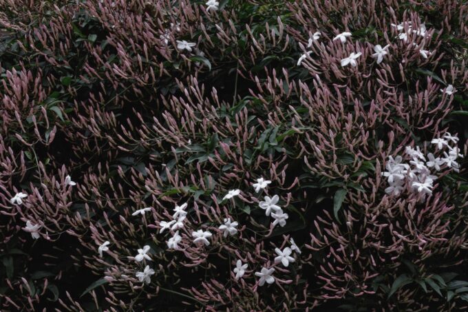 BOTANY＼Jasmine Series＃1＼＃202404180643, Tokyo, 2024